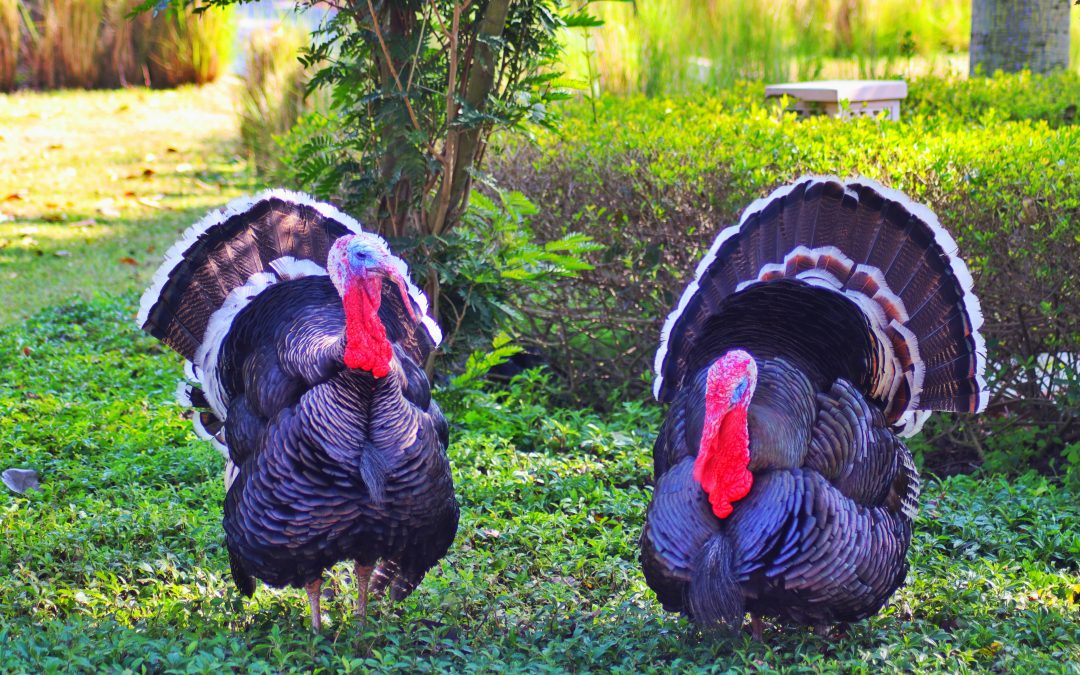 Reflections on the Holiday Season