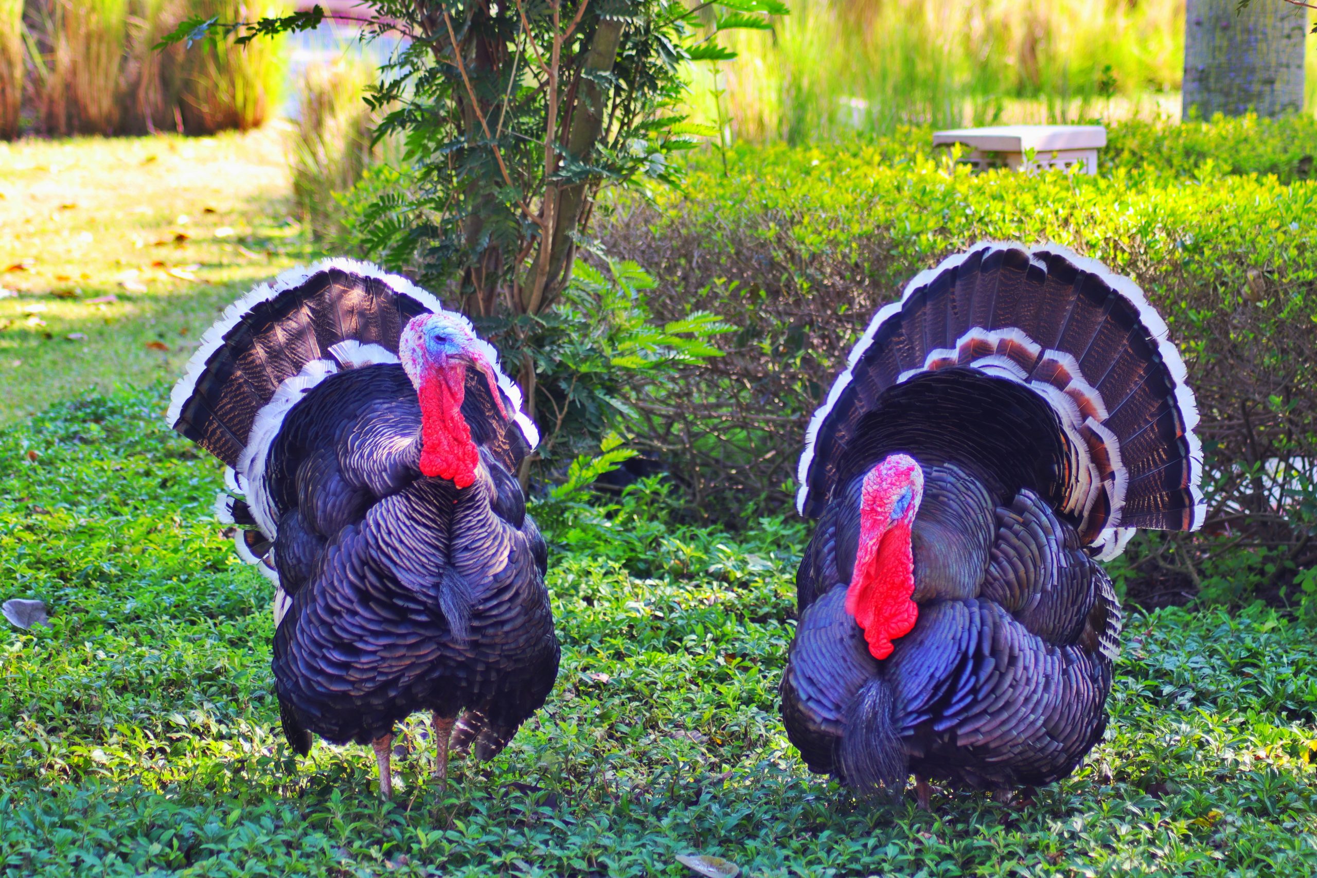 turkeys saubhagya-gandharv-JJ1NPG4n1UQ-unsplash
